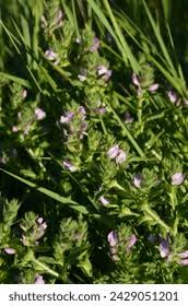 Attēlu rezultāti vaicājumam “Ononis arvensis flower”