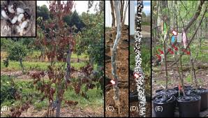 Attēlu rezultāti vaicājumam “Paradiacheopsis rigida stalked”