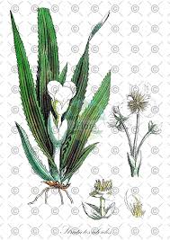 Attēlu rezultāti vaicājumam “Stratiotes aloides leaf”