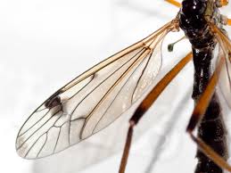 Attēlu rezultāti vaicājumam “Dictenidia bimaculata”