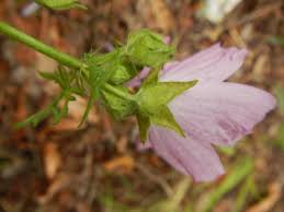 Attēlu rezultāti vaicājumam “Malva moschata bud”