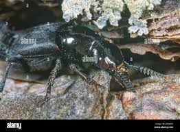 Attēlu rezultāti vaicājumam “Quedius dilatatus”