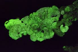 Attēlu rezultāti vaicājumam “Panellus stipticus”