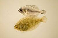 Image result for Paralichthys lethostigma