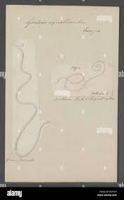 Attēlu rezultāti vaicājumam “Gordius aquaticus”