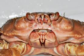 Image result for Chionoecetes opilio