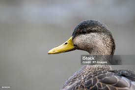 Image result for Anas rubripes