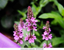 Attēlu rezultāti vaicājumam “Stachys palustris”