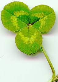 Attēlu rezultāti vaicājumam “Trifolium repens leaf”