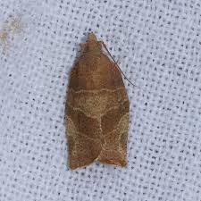 Attēlu rezultāti vaicājumam “Pandemis”