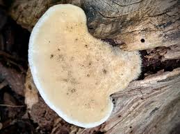 Attēlu rezultāti vaicājumam “Postia tephroleucus”