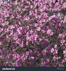 Attēlu rezultāti vaicājumam “Rhododendron sichotense flower”