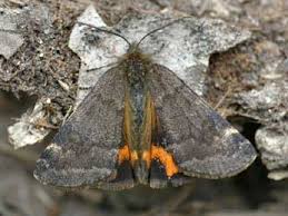 Attēlu rezultāti vaicājumam “Boudinotiana notha”