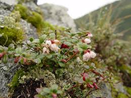 Attēlu rezultāti vaicājumam “Vaccinium vitis-idaea flower”