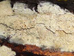 Attēlu rezultāti vaicājumam “Schizopora paradoxa”