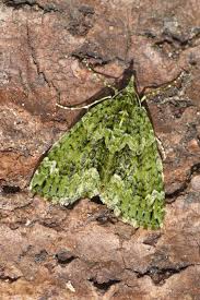 Attēlu rezultāti vaicājumam “Chloroclysta siterata”