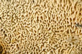 Attēlu rezultāti vaicājumam “Schizopora paradoxa”