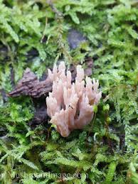 Attēlu rezultāti vaicājumam “Lentaria sp.”