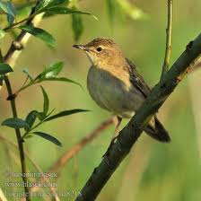 Image result for Locustella certhiola