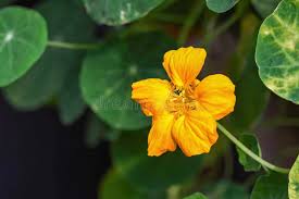 Image result for Tropaeolum minus