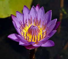 Attēlu rezultāti vaicājumam “Nymphaea candida flower”