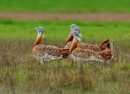 Image result for Otis tarda