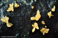 Attēlu rezultāti vaicājumam “Calocera glossoides”
