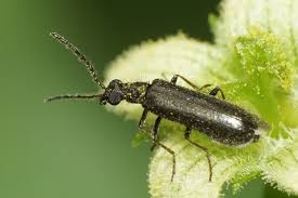 Attēlu rezultāti vaicājumam “Dasytes caeruleus imago”