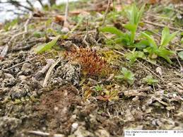 Attēlu rezultāti vaicājumam “Tortula lingulata macro”