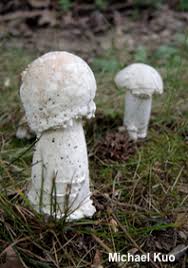 Attēlu rezultāti vaicājumam “Hypomyces armeniacus”