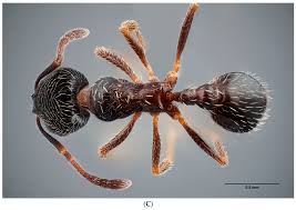 Attēlu rezultāti vaicājumam “Formicidae”