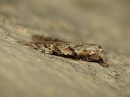 Attēlu rezultāti vaicājumam “Nola confusalis”