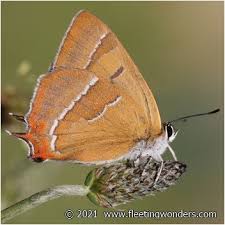 Attēlu rezultāti vaicājumam “Thecla betulae female”