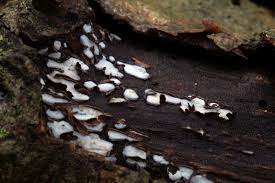 Attēlu rezultāti vaicājumam “Propolis farinosa”