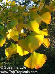 Attēlu rezultāti vaicājumam “Ginkgo biloba male flower”