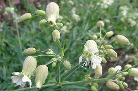 Image result for Silene vulgaris