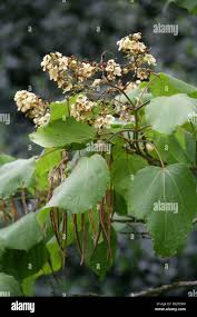Attēlu rezultāti vaicājumam “Catalpa ovata”
