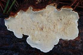 Attēlu rezultāti vaicājumam “Heterobasidion parviporum”