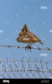 Attēlu rezultāti vaicājumam “Galerida cristata adult”