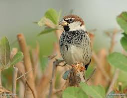 Image result for Passer hispaniolensis