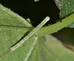 Attēlu rezultāti vaicājumam “Larentia clavaria”