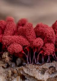 Attēlu rezultāti vaicājumam “Arcyria denudata spores”