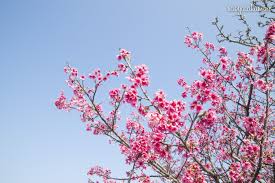 Image result for 緋寒桜