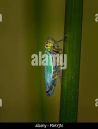 Attēlu rezultāti vaicājumam “Cicadella viridis female”