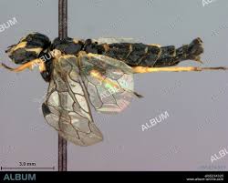 Attēlu rezultāti vaicājumam “Pamphiliidae”