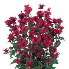 Image result for Monarda didyma