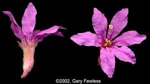 Attēlu rezultāti vaicājumam “Lythrum salicaria flower”