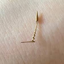 Attēlu rezultāti vaicājumam “Erodium cicutarium fruit”