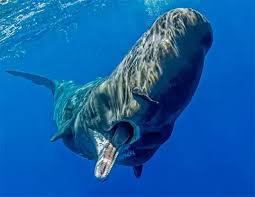 Image result for Physeter macrocephalus