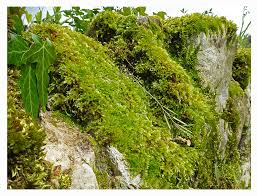 Attēlu rezultāti vaicājumam “Homalothecium sericeum”